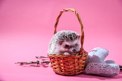 5 Adorable Hedgehog Gifts for Country Animal Lovers