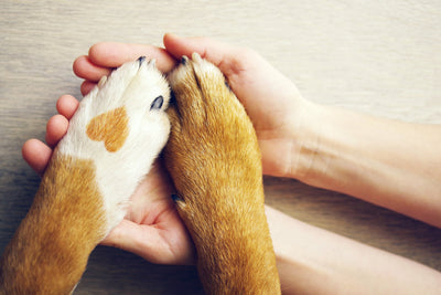 5 Tips For Purchasing a Dog Paw Print Keepsake