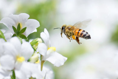 Bee Symbolism: What Do Bees Represent?