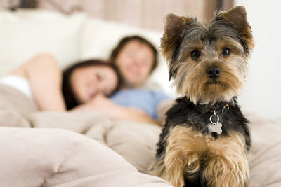 5 Gifts for Dog Lovers That Are Sure to Be a Hit