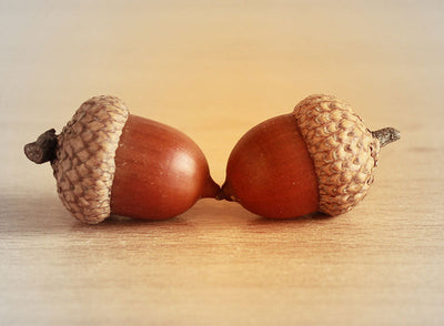 Acorn Symbolism: A Sign of Prosperity and Good Luck