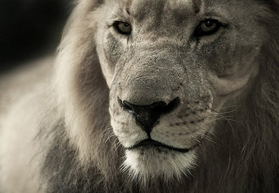 Animal Jewelry Favorites: Which Crystal Represents Your Animal Spirit?
