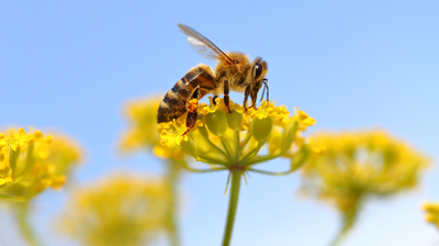 5 Exciting Bee-Themed Gifts for Your Country Partner