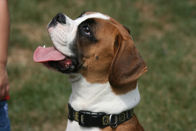 Best Gifts for Boxer Lovers