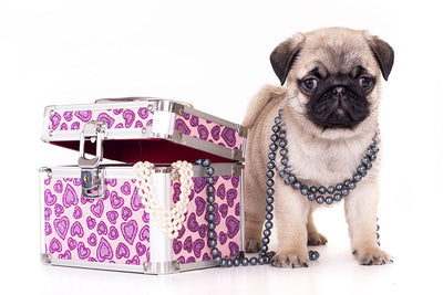 The Cutest Dog Breeds and Their Matching Jewellery Counterparts