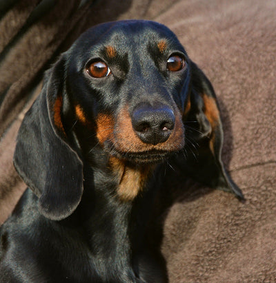 When to Give a Jewellery Gift to the Dachshund Lover in Your Life