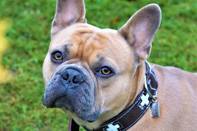 5 Types of Designer Dog Jewellery Your Fur Babies Will Love