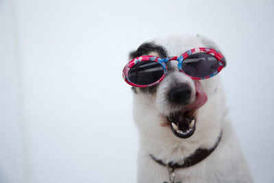 Designer Jewellery Gifts for Dog Lovers this Holiday Season