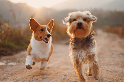 3 Types of Stylish Dog Necklaces to Honor Your Four-Legged Love