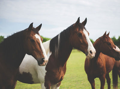 Keep Your Equestrian Bracelet Clean: Tips for Maintaining Your Jewellery
