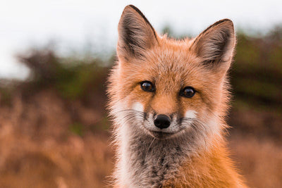 5 Great Accessories to Pick Up if You’re Obsessed with Foxes