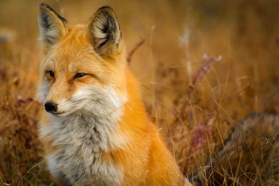 Fox Symbolism Explained: The Deep Well of Meaning Behind Fox Jewellery