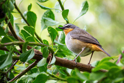 5 Great Gifts Ideas for Robin Lovers