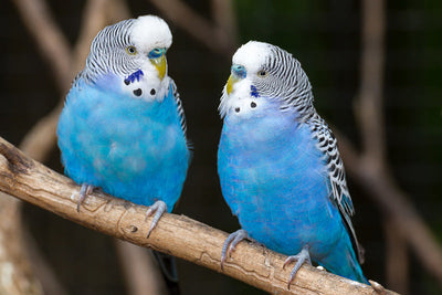 The 5 Best Gifts for Bird Lovers