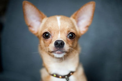 Why Jewelry Makes the Best Gifts for Chihuahua Lovers