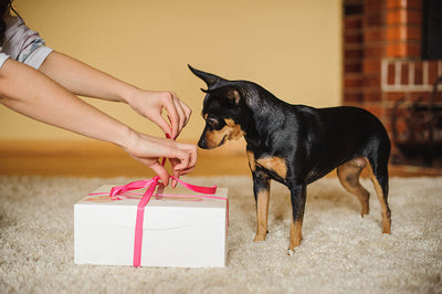 The Best Gifts for Pet Lovers in 2018