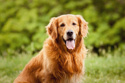 5 Unique Gift Ideas for Owners of the Most Popular Dog Breeds
