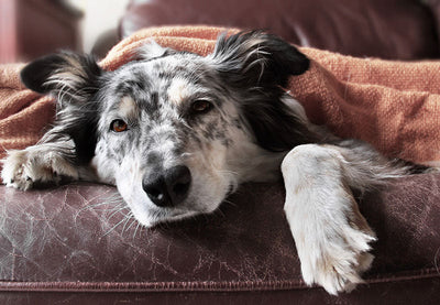 ‘Tis the Season of New Jewellery Designs for Dog Lovers: We Give These Two Paws Up