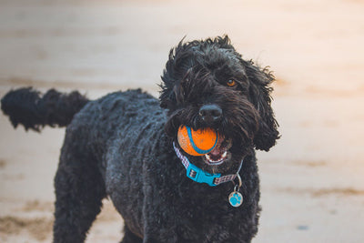 4 Ways to Honour a Beloved Dog Who Died: Dog Jewellery and More