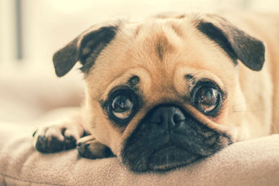 4 Reasons Why Pug Jewelry Makes the Best Gift for Pug Lovers