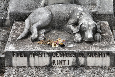 7 Loving Ways to Memorialise Your Pet