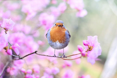 5 Reasons to Buy Robin Jewelry for Your Loved One