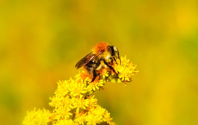 Bee Inspired: The Best Gift Ideas for Your Sweet Valentine