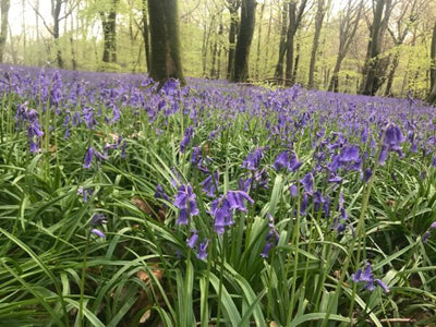 Bluebell Charm